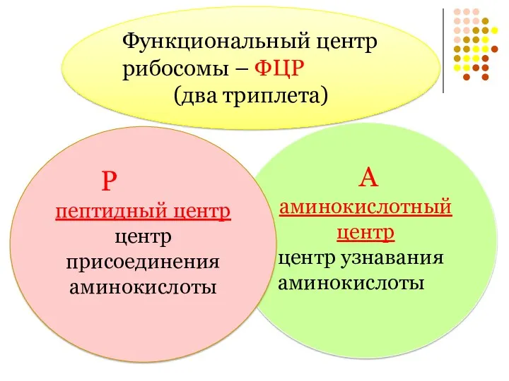 Функциональный центр рибосомы – ФЦР (два триплета) А аминокислотный центр