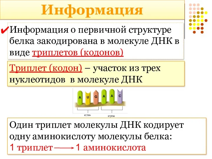 Информация Информация о первичной структуре белка закодирована в молекуле ДНК