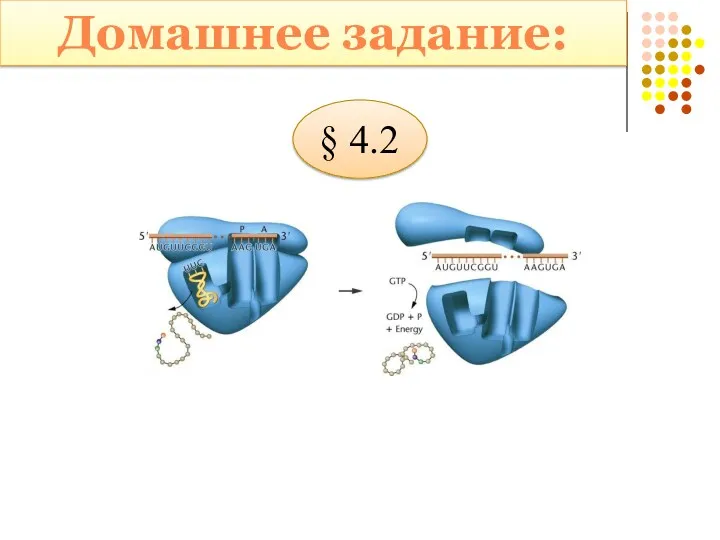 Домашнее задание: § 4.2