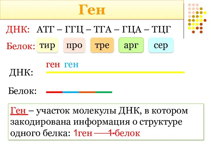 ДНК: АТГ – ГГЦ – ТГА – ГЦА – ТЦГ