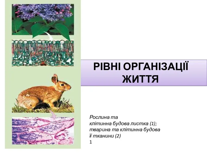 РІВНІ ОРГАНІЗАЦІЇ ЖИТТЯ Рослина та клітинна будова листка (1); тварина