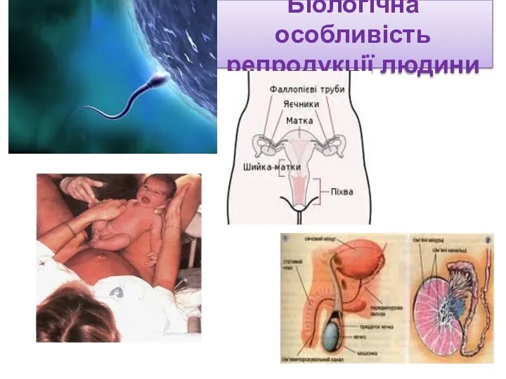 Біологічна особливість репродукції людини