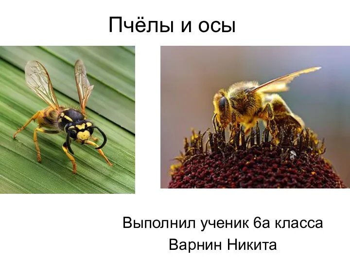 Пчёлы и осы Выполнил ученик 6а класса Варнин Никита