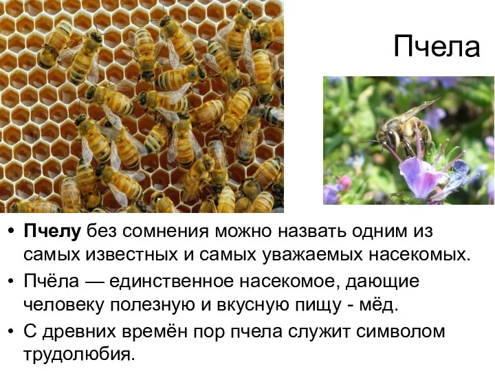 Пчела Пчелу без сомнения можно назвать одним из самых известных