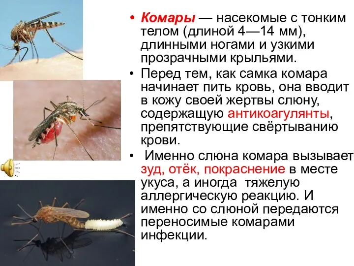 Комары — насекомые с тонким телом (длиной 4—14 мм), длинными