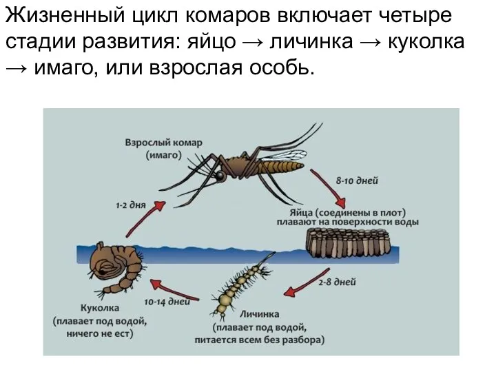 Жизненный цикл комаров включает четыре стадии развития: яйцо → личинка