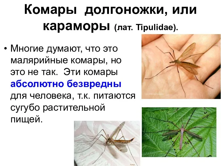 Комары долгоножки, или караморы (лат. Tipulidae). Многие думают, что это