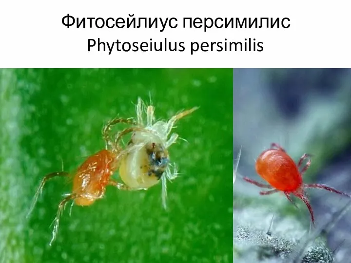 Фитосейлиус персимилис Phytoseiulus persimilis