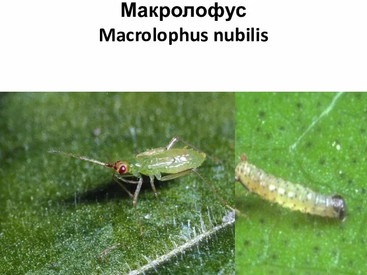 Макролофус Macrolophus nubilis