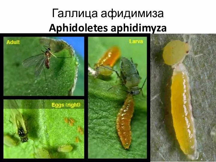 Галлица афидимиза Aphidoletes aphidimyza