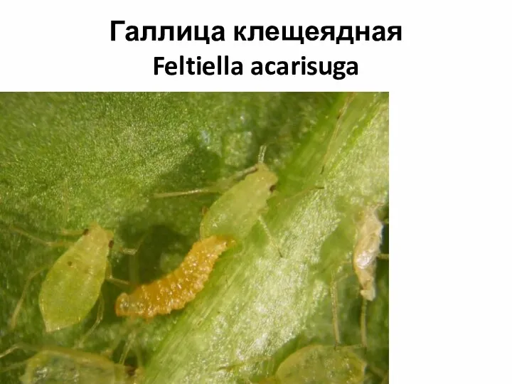 Галлица клещеядная Feltiella acarisuga