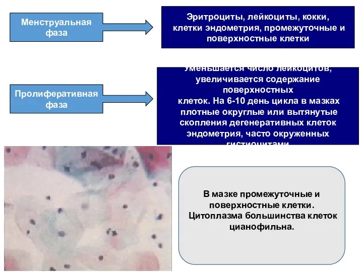 Менструальная фаза Эритроциты, лейкоциты, кокки, клетки эндометрия, промежуточные и поверхностные