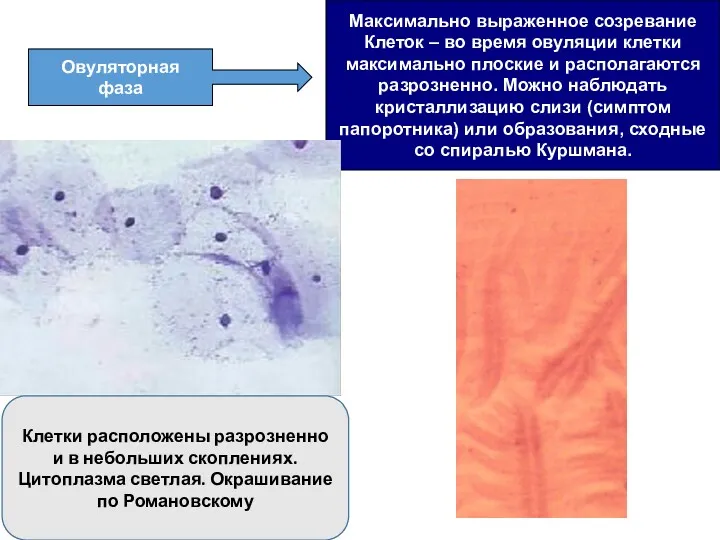 Овуляторная фаза Максимально выраженное созревание Клеток – во время овуляции