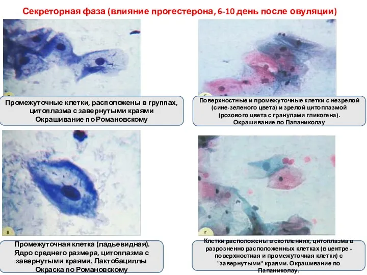 Секреторная фаза (влияние прогестерона, 6-10 день после овуляции) Промежуточная клетка