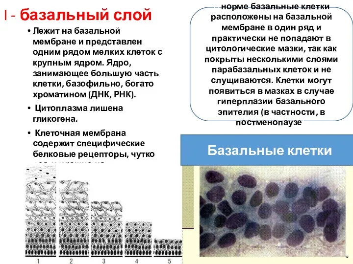 I - базальный слой Лежит на базальной мембране и представлен