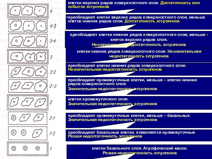 клетки базального слоя. Атрофический мазок. Резкая недостаточность эстрогенов преобладают базальные