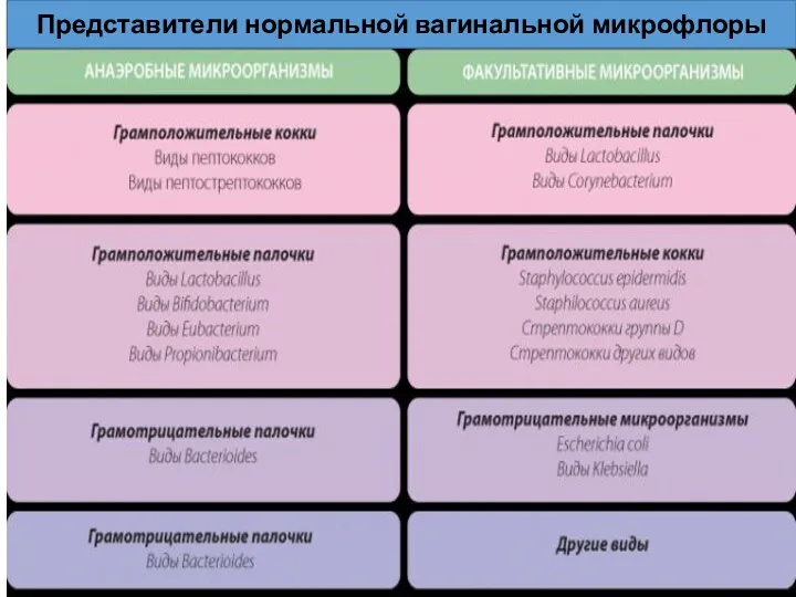 Представители нормальной вагинальной микрофлоры