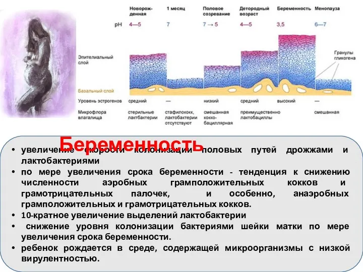 увеличение скорости колонизации половых путей дрожжами и лактобактериями по мере