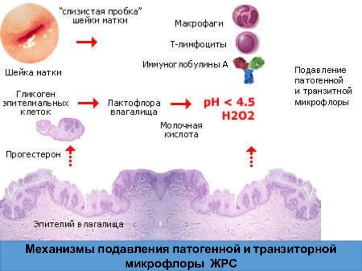 Механизмы подавления патогенной и транзиторной микрофлоры ЖРС