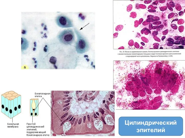 Цилиндрический эпителий