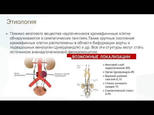 Этиология Помимо мозгового вещества надпочечников хромафиннные клетки обнаруживаются в симпатических