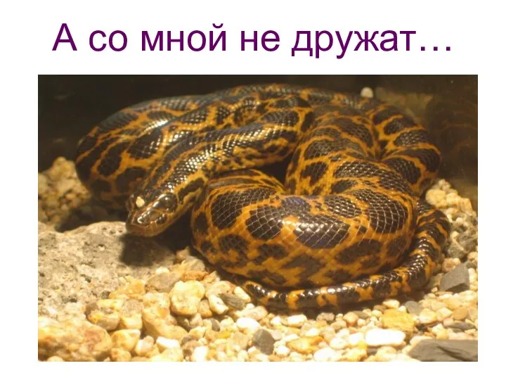 А со мной не дружат…