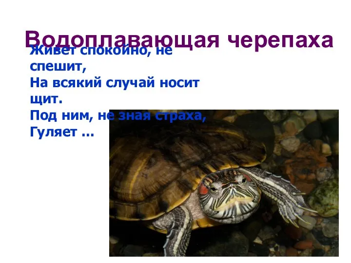 Водоплавающая черепаха Живет спокойно, не спешит, На всякий случай носит