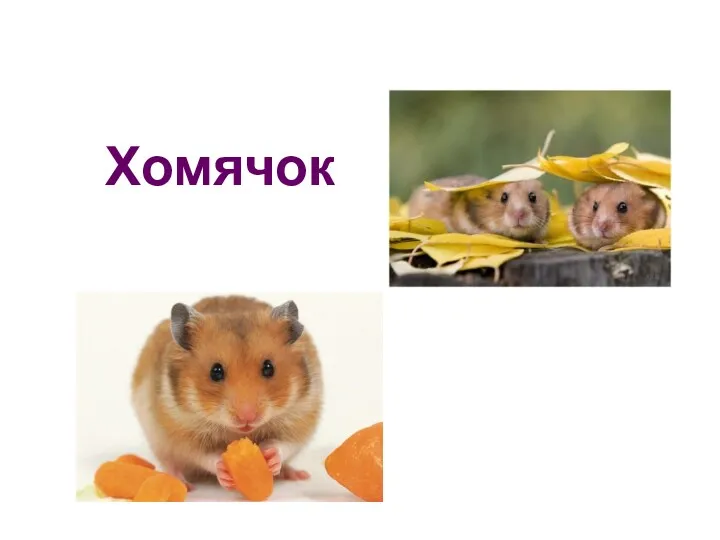 Хомячок