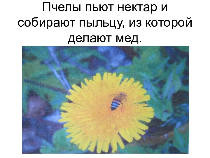 Пчелы пьют нектар и собирают пыльцу, из которой делают мед.
