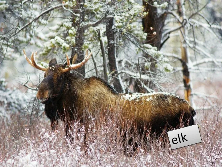 elk