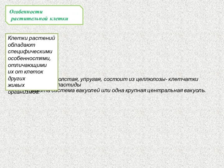 Оболочка толстая, упругая, состоит из целлюлозы- клетчатки Имеются пластиды Развита система вакуолей или