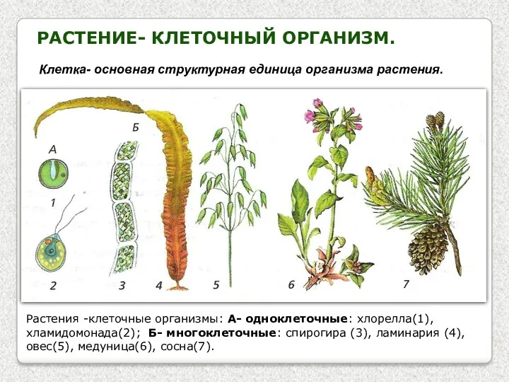 РАСТЕНИЕ- КЛЕТОЧНЫЙ ОРГАНИЗМ. Клетка- основная структурная единица организма растения. Растения