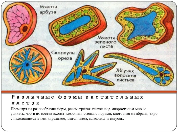 Различные формы растительных клеток Несмотря на разнообразие форм, рассматривая клетки