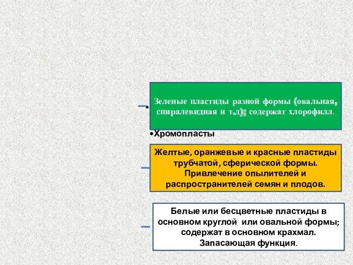 Пластиды Хлоропласты Хромопласты Лейкопласты Зеленые пластиды разной формы (овальная, спиралевидная и т.д); содержат