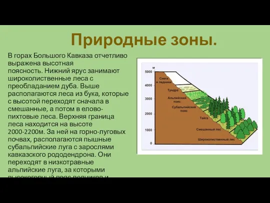 Природные зоны. В горах Большого Кавказа отчетливо выражена высотная поясность. Нижний ярус занимают