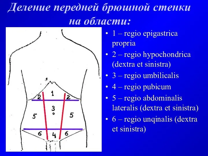 Деление передней брюшной стенки на области: 1 – regio epigastrica propria 2 –
