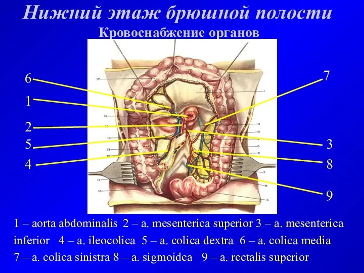 Нижний этаж брюшной полости Кровоснабжение органов 1 – aorta abdominalis 2 – a.