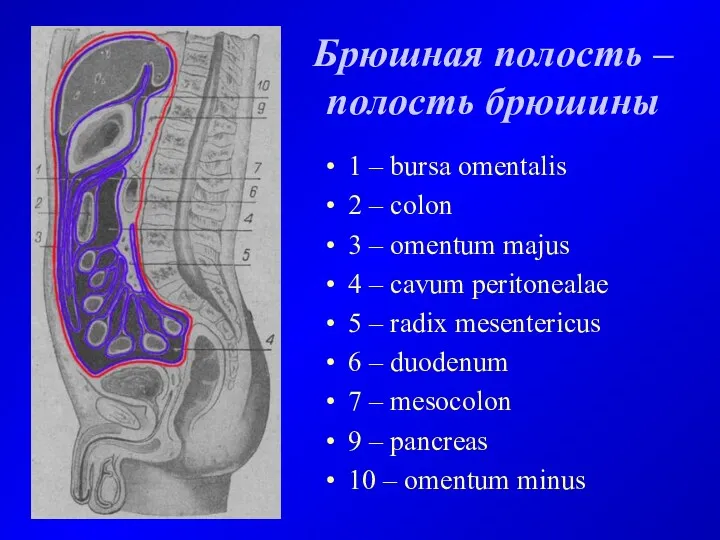 Брюшная полость – полость брюшины 1 – bursa omentalis 2