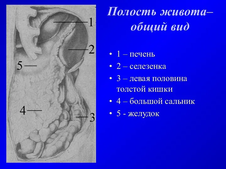 Полость живота– общий вид 1 – печень 2 – селезенка