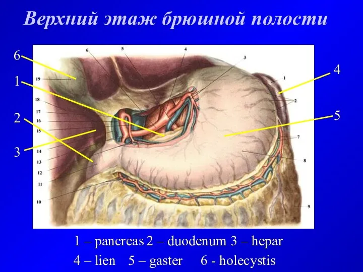Верхний этаж брюшной полости 1 – pancreas 2 – duodenum