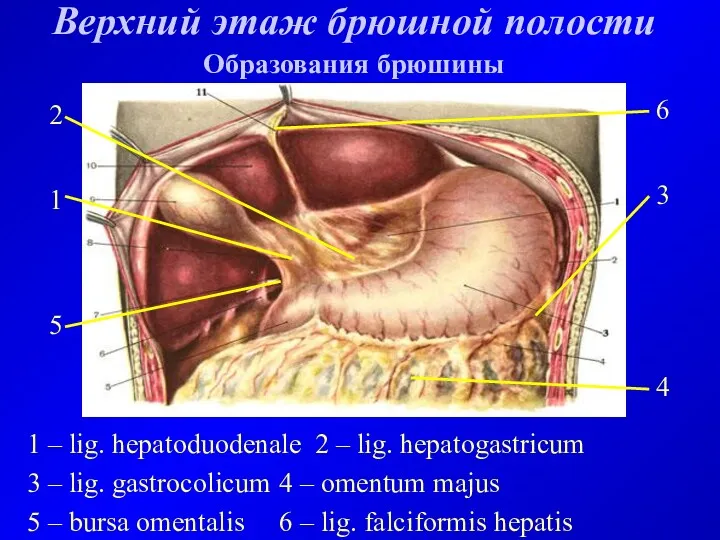 Верхний этаж брюшной полости Образования брюшины 1 – lig. hepatoduodenale