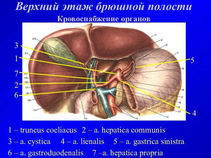 Верхний этаж брюшной полости Кровоснабжение органов 1 – truncus coeliacus 2 – a.