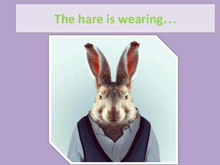 The hare is wearing…