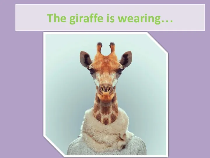 The giraffe is wearing…