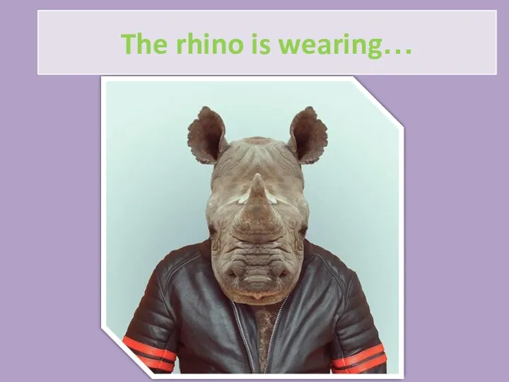 The rhino is wearing…
