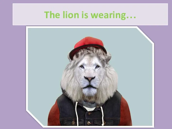 The lion is wearing…