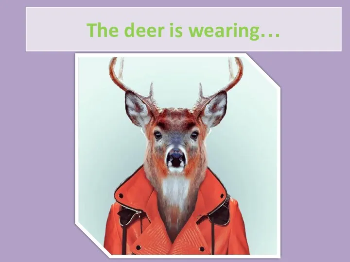 The deer is wearing…