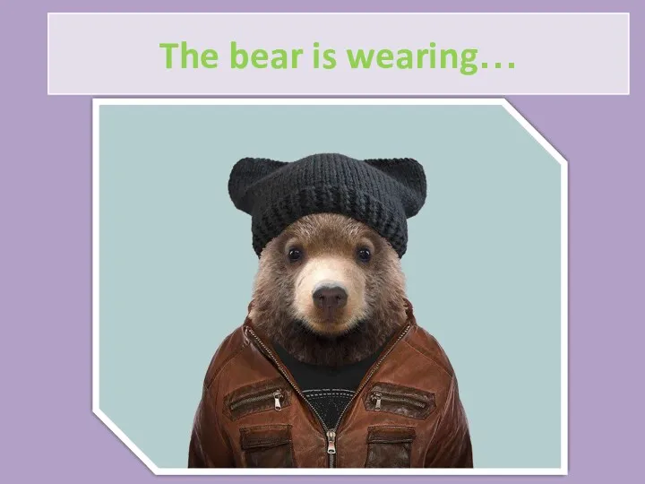 The bear is wearing…