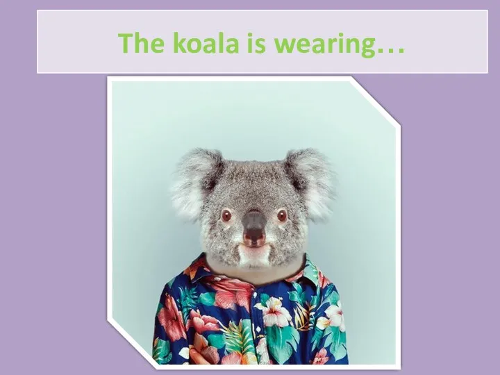 The koala is wearing…