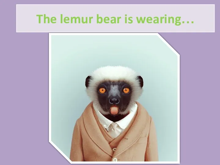 The lemur bear is wearing…